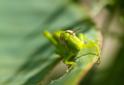 macro shot of a young grasshopper resting on a green leaf in the morning sunlight