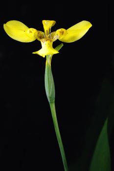 Yellow orchids isolated on black background.