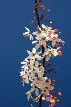 Cassia bakeriana Craib . A medium-sized trees. Found much of the Northeast and the North of Thailand. Bush leaves flat. Pale pink flowers. Between them into a bouquet of leaves or new leaves.