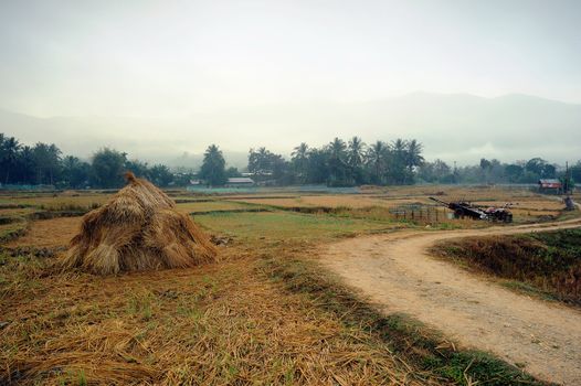 The morning rice field countryside in north Thailand.