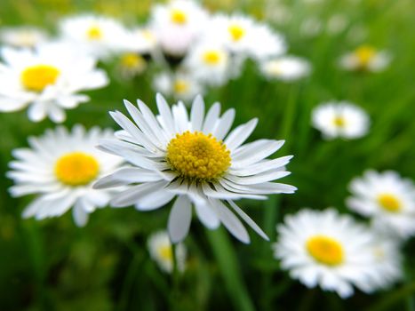 Field of daisies against bright blue sky