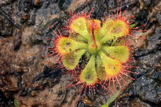 Sundew (Drosera burmannii Vahl)  is a plant eating animal with a large genus of about 194 species from a species of grass in the dew and the insects can be lured by the mucous glands of the skin covering it with leaves. The insects caught are used as supplements to replace nutrients lost from the soil depends on the dew. Range of the dew. Vary in size and style. Can be found on almost every continent around the world. Except Antarctica.