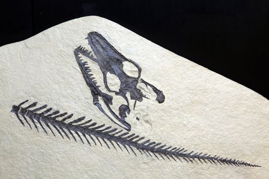 exploration Opetiosaurus Bucchichi Fossil embedded in stone Rock isolated on black background