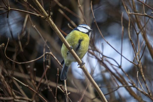 blue tit sitting on a branch in the forest by fredriksten fortress in halden, the picture is shot one day in february 2013