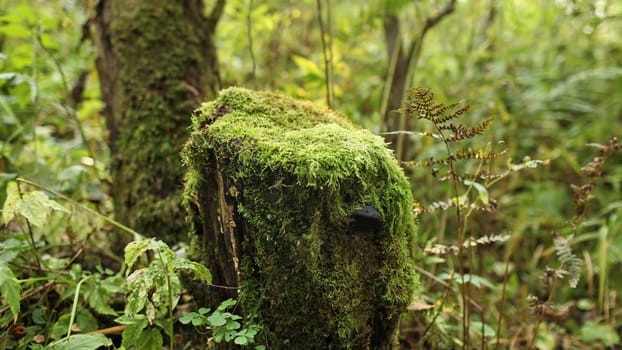 Moss covered tree stump in the forest.