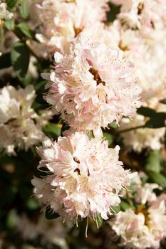 Beautiful rhododendron