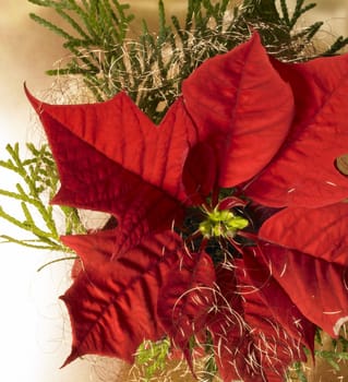 christmas background with poinsettia flower closeup and some decoration