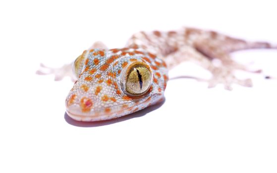 Gecko head isolated on white background