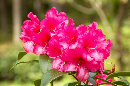 Beautiful rhododendron