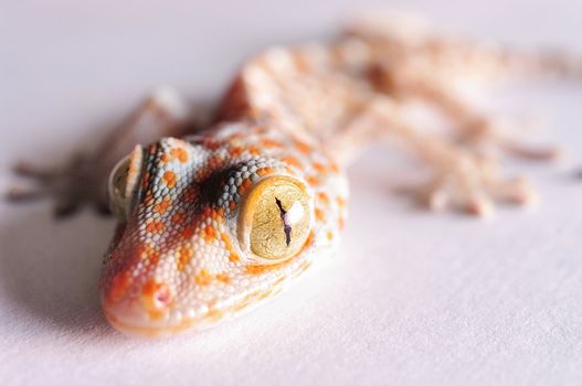 Gecko head isolated on white background