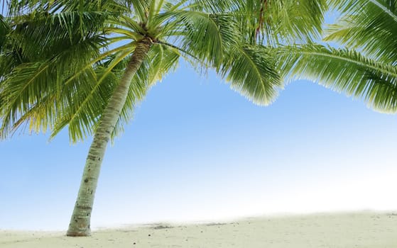 Beautiful tropical beach with palm trees  close up