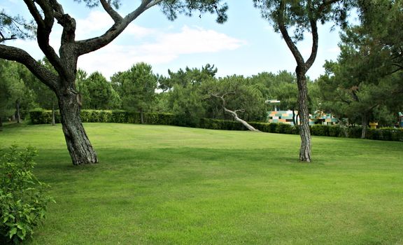 Lawn in a botanical garden with an old tree