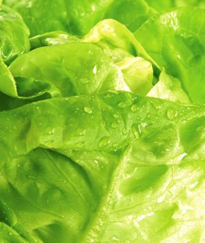 Cabbage detail with leaves texture close up