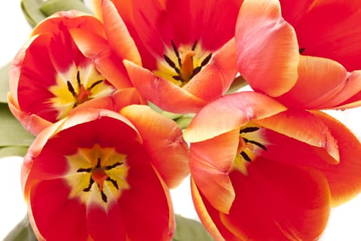 Beautiful red tulips close-up