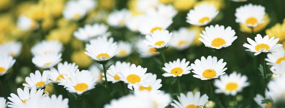 the flower chamomile close up isolated on