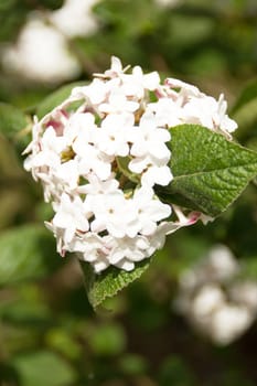 Beautiful viburnum