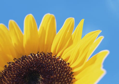 Sunflower close-up isolated over the white background