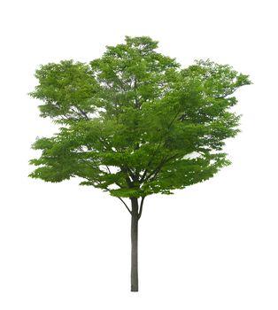 green tree isolated on a white background