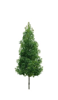 Single young tree with green leaves isolated on white background