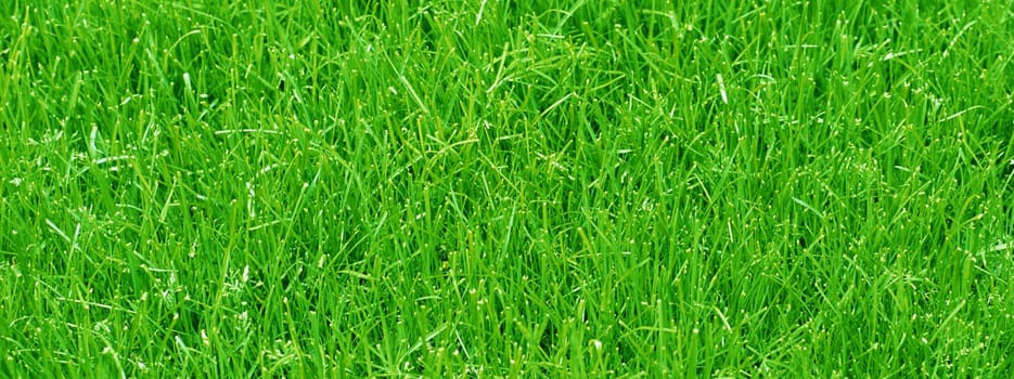 new spring green grass for design yard