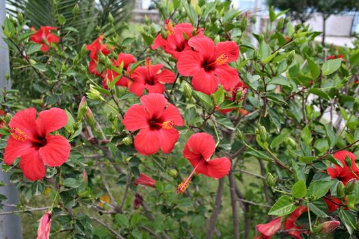 A Close up of Red Flowers in garden