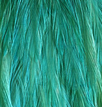 Close-up of peacock feathers animal, attraction