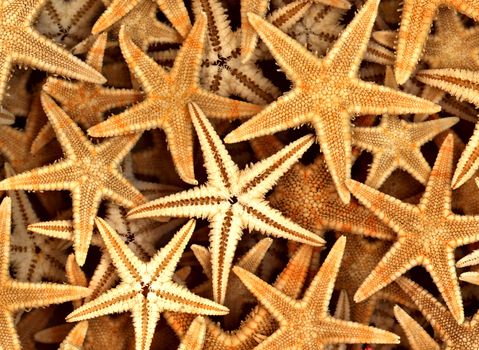 Starfish on the Beach aquatic, beach, beautiful, beauty, blue,