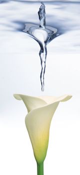 white Calla lily underwater with water splash