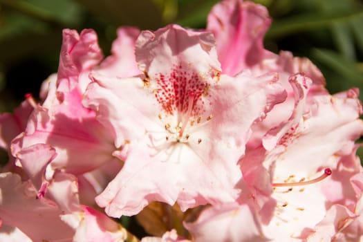 Beautiful azalea