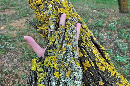 Hand covered with bark peel touching a tree trunk.