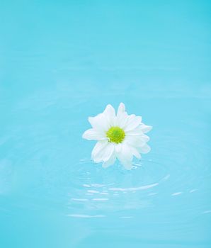 White flower on blue water