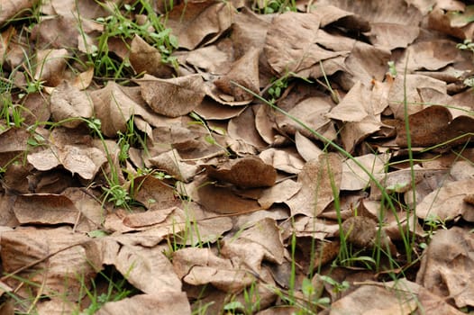 Brown leaves background. Autumn season abstract texture.