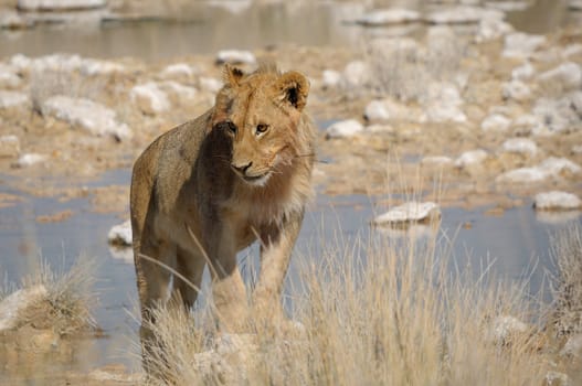 Lion in the Etosha National Park, Namibia