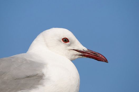 Grey-headed Gull at Walvisbay in Namibia