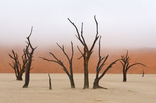 Tree skeleton at Deadvlei near Sossusvlei, Namibia