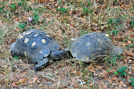 Two forest turtles in natural habitat, one hidden in shell.