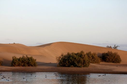 the dunes of Maspalomas, in the evening lig