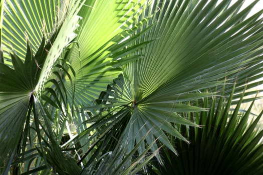 fresh green palm fronds in sunlight