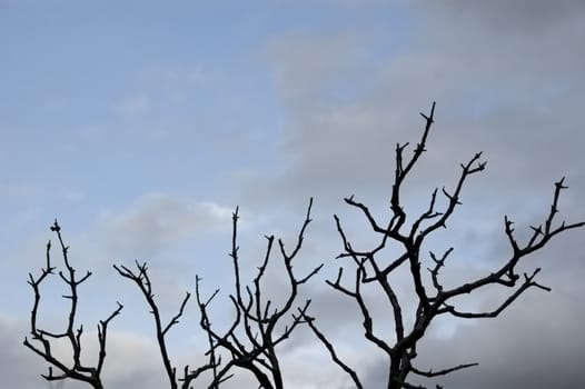 Leafless tree branches silhouette under a cloudy winter sky.