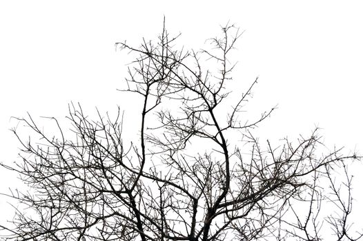Leafless deciduous tree branches silhouette. Black and white.