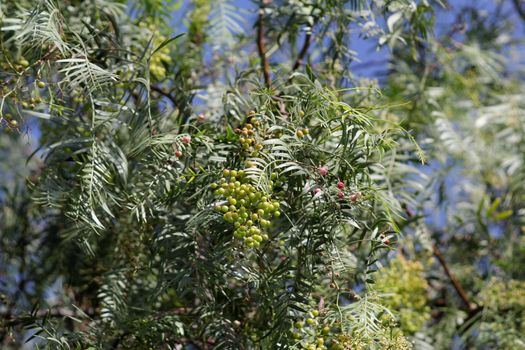 immature red pepper berries on the tree