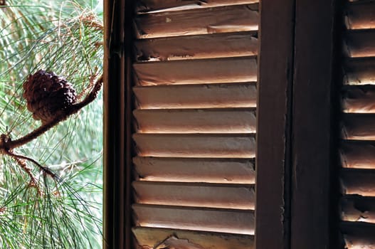 Wooden window shutter and pine tree branches.