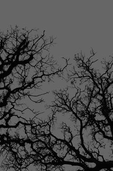 Oak tree branches silhouette on gray background.