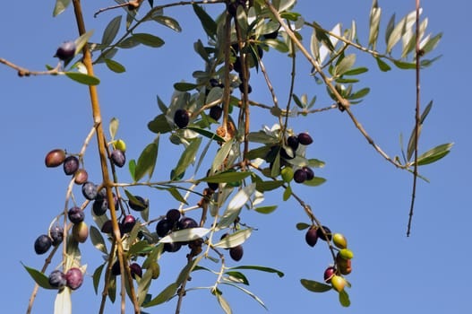 Olives ready for harvest on leafy olive tree branch.