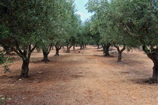 Olive trees and free range poultry in the country.