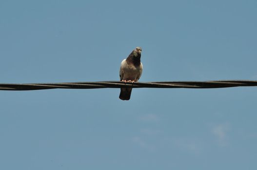 Pigeon bird resting on a wire.
