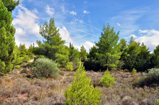 Pine tree forest and blue sky on a sunny day.