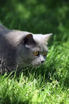 Gray British cat playing on the grass.