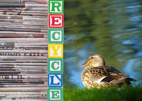 A brown duck and a Pile of Newspapers Recycle Theme