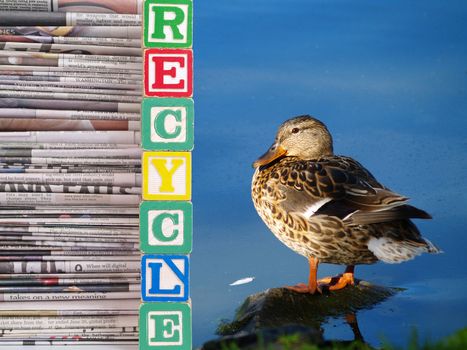 A brown duck and a Pile of Newspapers Recycle Theme